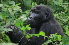 10 Days Uganda's Gorillas Encounter, Wildlife & Kigali City Tour ( Private tour) Tour