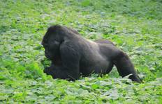 Circuit Aventure Safari intensif à travers l'Ouganda et le Rwanda - circuit privé - 16 jours
