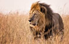 4 Tage Kenia Masai Mara und Lake Nakuru Mittelklasse Lodge Anschluss-Safari Reise