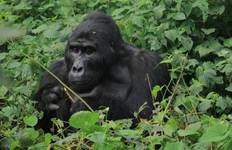 Circuit 10 jours d'expérience exclusive des gorilles et de la faune en Ouganda - circuit privé