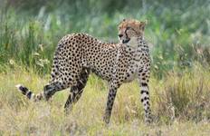 Circuit 8 jours de safari en Tanzanie pour la migration des gnous