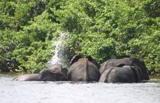 Circuit Gabon : Gorilles et autres, 5 jours