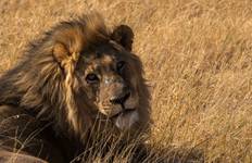 Kruger Nationalpark und Kapstadt 8 Tage Reise
