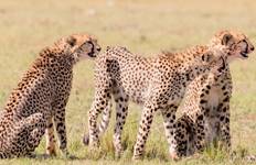 Circuit Maasai Mara - Safari en avion - 5 jours