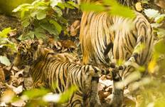 Circuit 11 jours de safaris animaliers en Inde avec visite romantique du Taj Mahal - TOUT COMPRIS