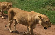Circuit Les points forts de la Tanzanie - 8 jours