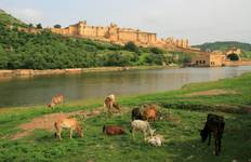 Circuit 14 jours de visites du Triangle d'Or avec 3 parcs nationaux de tigres renommés - TOUT COMPRIS