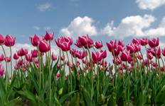 Circuit Tour des tulipes, vélo et péniche en Hollande
