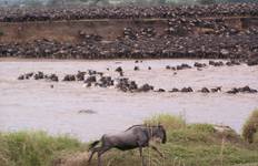 10 Days Tanzania Great Wildebeest Migration Mara River Crossing Tour