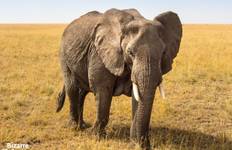 Circuit Safari brillant - 3 jours