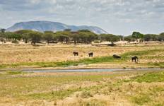 Große Tierwanderung Safari - 6 Tage Reise