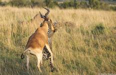 5 Days Safari - Southbound Wildlife Migration (November and December only) Tour