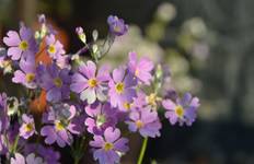 Hike Kathmandu Rim with Heritage Tour - Experience lifestyle, Nature and Culture Tour