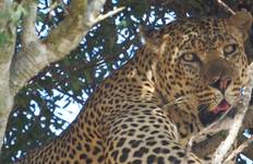 Circuit Safari économique de 7 jours dans des camps et des lodges au Kenya