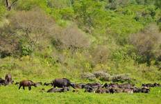 Circuit 3 jours de safari camping en groupe en Tanzanie