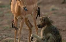 Circuit Safari en Lodge économique en Tanzanie - 3 jours et en groupe