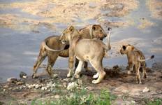 6 Days, 5 Nights Private Mid-range Safari Tanzania Tour