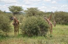 2 Day Luxury++ Safari with Mellia Collections