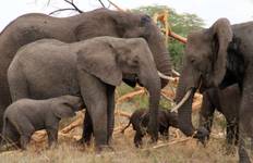 5-Day Tanzania Luxury Safari with Balloon in Serengeti Tour