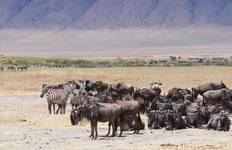 Masai Mara & Serengeti Safari - 8 Tage Reise