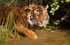 Goldenes Dreieck (inkl. Ranthambore Wildlife Safari) - von Delhi Reise