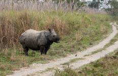 Chitwan Nationalpark Wildlife Safari Reise