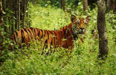 Chitwan Jungle Safari 2 Night 3 Days Tour