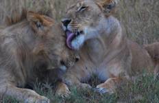 Circuit Jambo Kenya : 7 jours de safari en jeep 4x4 pour les groupes à petit budget