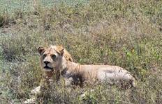Circuit Safari Manyara- Serengeti- Ngorongoro