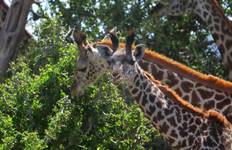 Circuit Safari exceptionnel dans les parcs de Masai Mara, Nakuru, Naivasha et Samburu, avec accueil gratuit à l'aéroport et hébergement pour la première nuit dans un hôtel After 40 à Nairobi - 7 jours
