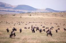 Circuit Safari économique de 4 jours en groupe au Maasai Mara seulement