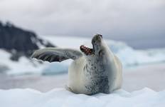 Circuit Antarctique classique - 10 jours