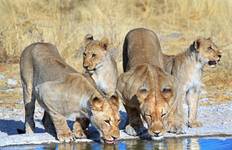8-Day Sossusvlei, Swakop, Twyfelfontein & Etosha NP (Camping) Tour