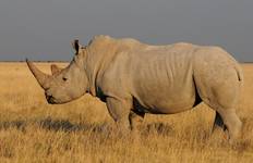 Circuit Sossusvlei, Swakop, Twyfelfontein et Etosha - hébergement - 8 jours