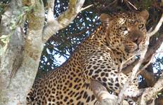 Circuit Safari animalier au Masai Mara et à Amboseli - 5 jours