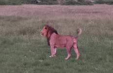 Uganda-Expedition: Erlebnismomente mit Gorillas, Wildtieren und kulturellen Erlebnissen (Privat geführte Rundreise) 13 Tage Reise