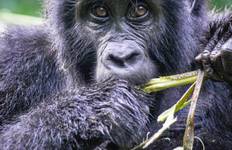 Sie Uganda Gorillas, Schimpansen, Goldmeerkatzen & Big 5 (Exklusiv Privat) Reise