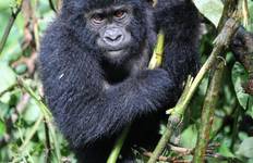 Experience Uganda Gorilla Trekking & Hiking to Dian Fossey Tomb (Exclusively Private) Tour