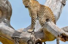 Full Day Tour to Tarangire National Park
