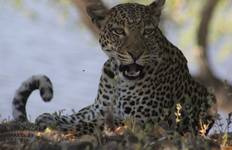 Circuit 9 jours en Zambie : Aventure Safari Agréable avec MWEZI Travel