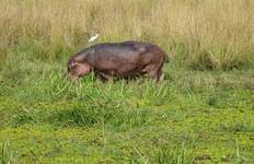 Circuit 3 jours de safari aux chutes de Murchison - Ouganda