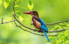 Circuit Observation des oiseaux au Sri Lanka - 17 jours
