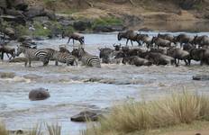 5 Tage Masai Mara Migration Safari Reise