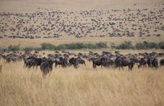 Circuit Safari de 11 jours en Afrique de l'Est