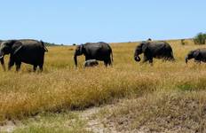 Circuit Safari au Kenya - 7 jours