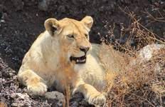 8 Day Best of Selous, Mikumi and Ruaha National Park Tour