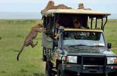 Circuit 6 jours de safari Masai Mara / L.Nakuru / Amboseli