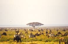 Circuit Tanzanie Serengeti Migration des gnous Safari