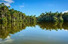 Circuit 4/3 Jungle de Tambopata (circuits en petits groupes)