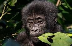 Circuit Best of Uganda and Rwanda Memorable Safari - en anglais